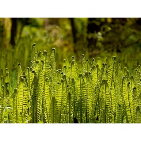 CALVENDO Puzzle CALVENDO Puzzle Farngesellschaft Пазл CALVENDO Puzzle общество папоротников