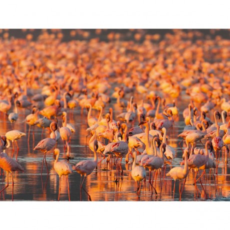 CALVENDO Puzzle CALVENDO Puzzle Flamingo Impressionen Пазл CALVENDO Пазл Фламинго впечатления