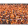 CALVENDO Puzzle CALVENDO Puzzle Flamingo Impressionen Пазл CALVENDO Пазл Фламинго впечатления
