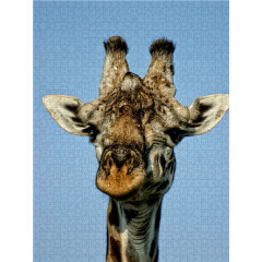 CALVENDO Puzzle CALVENDO Puzzle Neugier Пазл CALVENDO Puzzle Curiosity