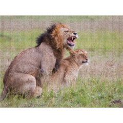 CALVENDO Puzzle CALVENDO Puzzle Die Kraft der Lowen wird beim Liebesakt deutlich. Пазл CALVENDO Puzzle Сила львов становится очевидной во время акта любви.