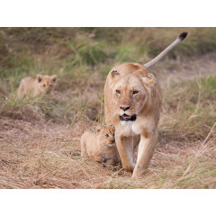 CALVENDO Puzzle CALVENDO Puzzle Emotionale Momente: Liebenswerte Lowenbabys \/ CH-Version Пазл CALVENDO Puzzle Эмоциональные моменты: милые львенки / Swiss version