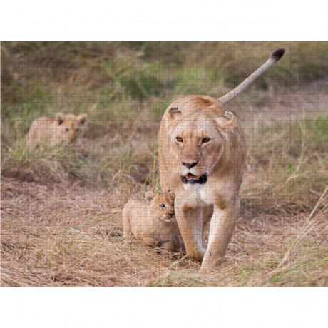 CALVENDO Puzzle CALVENDO Puzzle Emotionale Momente: Liebenswerte Lowenbabys \/ CH-Version Пазл CALVENDO Puzzle Эмоциональные моменты: милые львенки / Swiss version