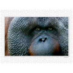 CALVENDO Puzzle CALVENDO Puzzle Emotionale Momente: Die Augen der Tiere. \/ CH-Version Пазл CALVENDO Пазл Эмоциональные моменты: Глаза животных. \/ версия CH