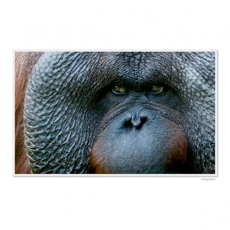 CALVENDO Puzzle CALVENDO Puzzle Emotional Moments: Die Augen der Tiere. UK-Version Пазл CALVENDO Puzzle Emotional Moments: Глаза животных. версия для Великобритании