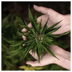 I WANT YOU NAKED HOLY HEMP BODY OIL  МАСЛО ДЛЯ ТЕЛА СВЯТОЙ КОНОПЛИ