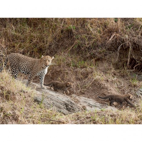 CALVENDO Puzzle CALVENDO Puzzle Emotionale Momente: Leoparden Пазл CALVENDO Puzzle Эмоциональные моменты: леопарды