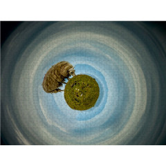 CALVENDO Puzzle CALVENDO Puzzle Zeichne mir ein Schaf Пазл CALVENDO Puzzle Нарисуй мне овцу