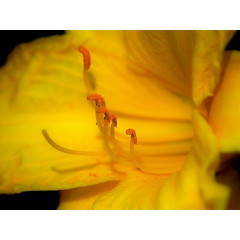 CALVENDO Puzzle CALVENDO Puzzle Lis Butter Pixie Пазл CALVENDO Puzzle Li&amp;#39;s Butter Pixie