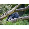 CALVENDO Puzzle CALVENDO Puzzle Gorilla Пазл CALVENDO Puzzle Горилла