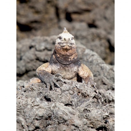 CALVENDO Puzzle CALVENDO Puzzle Meerechse auf der Galapagos Tintoteras Пазл CALVENDO Пазл морских игуан на Галапагосских Тинтотерах