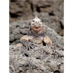 CALVENDO Puzzle CALVENDO Puzzle Meerechse auf der Galapagos Tintoteras Пазл CALVENDO Пазл морских игуан на Галапагосских Тинтотерах