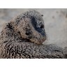 CALVENDO Puzzle CALVENDO Puzzle Seelowenbaby auf Galapagos Пазл CALVENDO Puzzle Детеныш морского льва на Галапагосах
