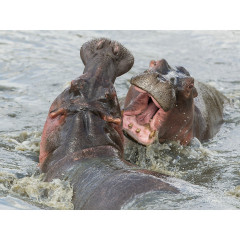 CALVENDO Puzzle CALVENDO Puzzle Die Flusspferde spielen kampferisch im Talek River. Головоломка CALVENDO Puzzle Бегемоты яростно резвятся в реке Талек.