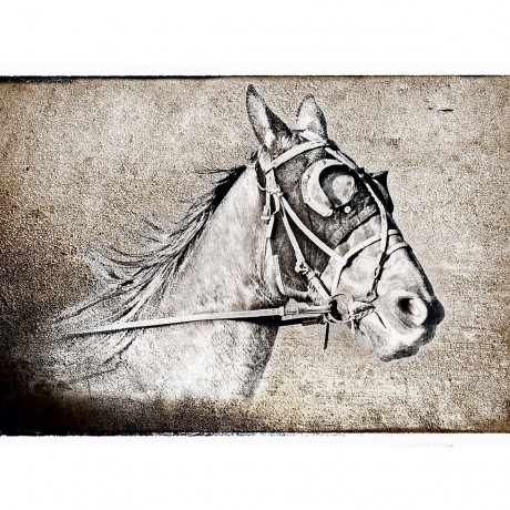 CALVENDO Puzzle CALVENDO Puzzle Der Traber Пазл CALVENDO Пазл Рысак