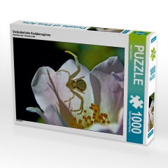 CALVENDO Puzzle CALVENDO Puzzle Veranderliche Krabbenspinne Пазл CALVENDO Puzzle Переменчивый краб-паук