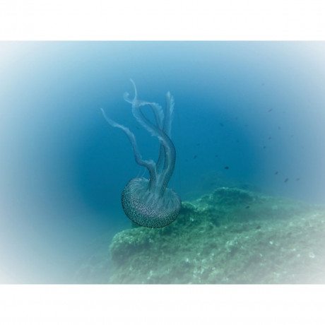 CALVENDO Puzzle CALVENDO Puzzle Faszination Leuchtquallen Пазл CALVENDO Puzzle Очарование светящихся медуз