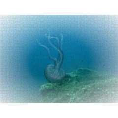 CALVENDO Puzzle CALVENDO Puzzle Faszination Leuchtquallen Пазл CALVENDO Puzzle Очарование светящихся медуз