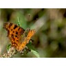 CALVENDO Puzzle CALVENDO Puzzle Polygonia c-album Пазл CALVENDO Puzzle Polygonia c-album