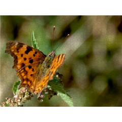 CALVENDO Puzzle CALVENDO Puzzle Polygonia c-album Пазл CALVENDO Puzzle Polygonia c-album
