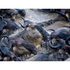 CALVENDO Puzzle CALVENDO Puzzle Emotionale Momente: Die grosse Gnuwanderung Пазл CALVENDO Puzzle Эмоциональные моменты: Великая миграция антилоп гну