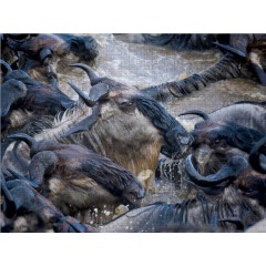 CALVENDO Puzzle CALVENDO Puzzle Emotionale Momente: Die grosse Gnuwanderung Пазл CALVENDO Puzzle Эмоциональные моменты: Великая миграция антилоп гну