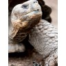 CALVENDO Puzzle CALVENDO Puzzle Galapagos Riesenschildkrote Пазл CALVENDO Puzzle Галапагосская гигантская черепаха