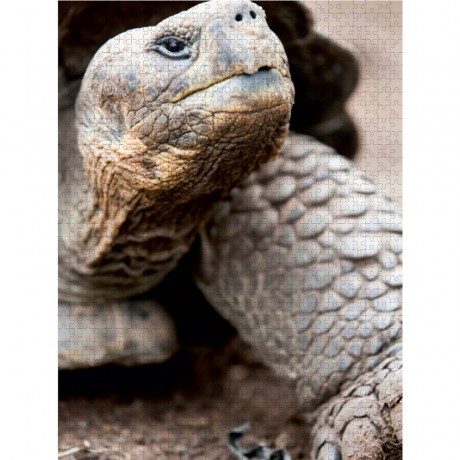 CALVENDO Puzzle CALVENDO Puzzle Galapagos Riesenschildkrote Пазл CALVENDO Puzzle Галапагосская гигантская черепаха