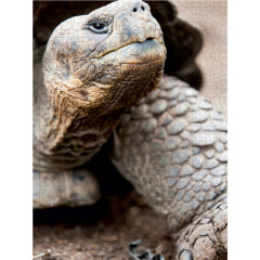 CALVENDO Puzzle CALVENDO Puzzle Galapagos Riesenschildkrote Пазл CALVENDO Puzzle Галапагосская гигантская черепаха