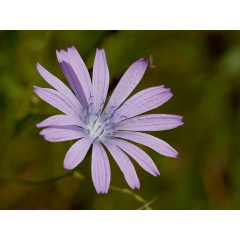 CALVENDO Puzzle CALVENDO Puzzle Blauer Lattich Пазл CALVENDO Пазл Голубой салат