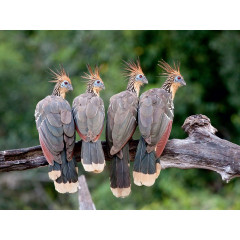 CALVENDO Puzzle CALVENDO Puzzle Hoatzins Пазл CALVENDO Puzzle Hoatzins