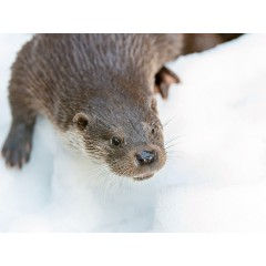 CALVENDO Puzzle CALVENDO Puzzle Fischotter Пазл CALVENDO Пазл выдра