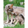 CALVENDO Puzzle CALVENDO Puzzle Emotionale Momente: Der Wolf. Пазл CALVENDO Пазл Эмоциональные моменты: Волк.