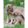 CALVENDO Puzzle CALVENDO Puzzle Emotionale Momente: Der Wolf. Пазл CALVENDO Пазл Эмоциональные моменты: Волк.