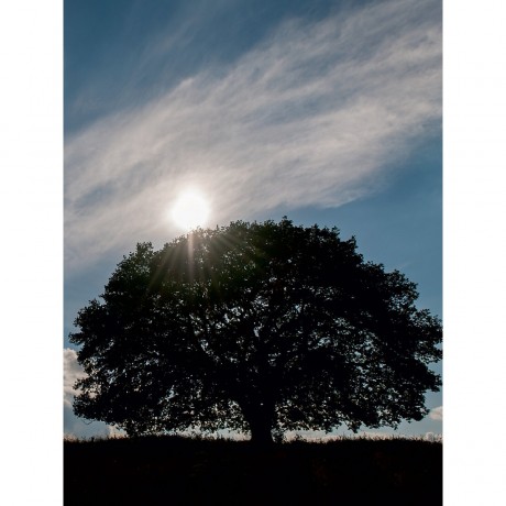 CALVENDO Puzzle CALVENDO Puzzle Juli: Die Eiche im Hochsommer bietet vielen Tieren Schatten und Schutz. Головоломка CALVENDO Puzzle Июль: дуб в середине лета дает тень и защиту многим животным.