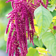 Rausch Amaranth Repair Spulung  Восстанавливающий кондиционер с амарантом