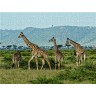 CALVENDO Puzzle CALVENDO Puzzle Giraffen....anmutig und grazios Пазл CALVENDO Пазл жирафы... грациозные и грациозные