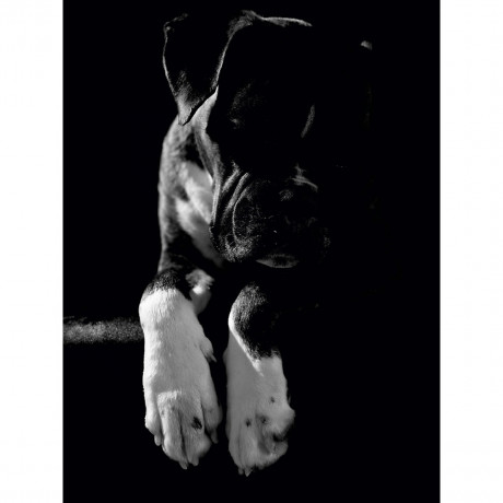 CALVENDO Puzzle CALVENDO Puzzle Nelly Пазл CALVENDO Пазл Нелли