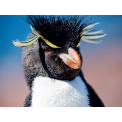 CALVENDO Puzzle CALVENDO Puzzle Rockhopper Pinguin Пазл CALVENDO Puzzle Пингвин Rockhopper