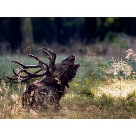 CALVENDO Puzzle CALVENDO Puzzle Emotionale Momente: Hirschbrunft. Part III. Пазл CALVENDO Пазл Эмоциональные моменты: Оленья гонка. Часть 3