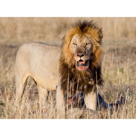 CALVENDO Puzzle CALVENDO Puzzle Lowenkampf Lowenliebe Пазл CALVENDO Puzzle Lion fight Lion love