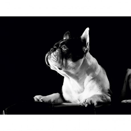 CALVENDO Puzzle CALVENDO Puzzle Juno Пазл CALVENDO Пазл Юнона