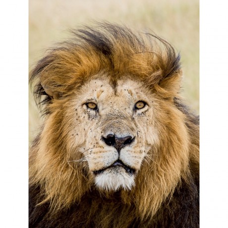 CALVENDO Puzzle CALVENDO Puzzle Lowe Пазл CALVENDO Puzzle Lowe