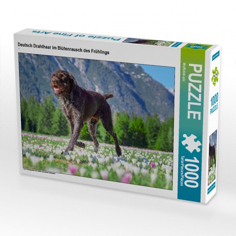 CALVENDO Puzzle CALVENDO Puzzle Deutsch Drahthaar im Blutenrausch des Fruhlings Пазл CALVENDO Puzzle Немецкий жесткошерстный пойнтер в цветущем весеннем безумии