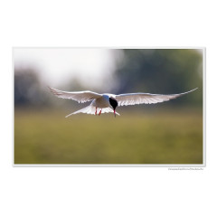 CALVENDO Puzzle CALVENDO Puzzle Emotionale Momente: Die Vogelinsel Texel. \/ CH-Version Пазл CALVENDO Пазл Эмоциональные моменты: Птичий остров Тексел. \/ версия CH