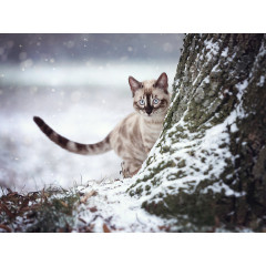 CALVENDO Puzzle CALVENDO Puzzle Versteckt Пазл CALVENDO Puzzle Hidden