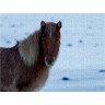 CALVENDO Puzzle CALVENDO Puzzle Islandpferd im Winter Пазл CALVENDO Пазл Исландская лошадь зимой