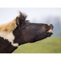 CALVENDO Puzzle CALVENDO Puzzle Der Hengst zieht sich cen Duft des anderen Hengstes rein. Головоломка CALVENDO Puzzle Жеребец чувствует запах другого жеребца.