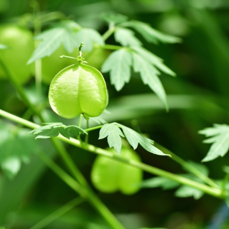 Rausch Herzsamen Sensitive-Shampoo Шампунь Heartseed для чувствительной кожи 200мл