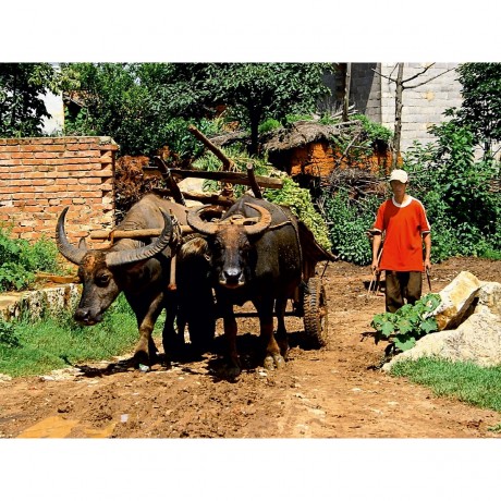 CALVENDO Puzzle CALVENDO Puzzle Die Buffel Пазл CALVENDO Пазл Буйвол